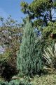 Juniperus scopulorum 