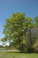 Quercus suber-CLT1000 80/90