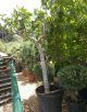 Ficus carica-30/40