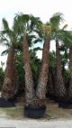 Washingtonia robusta-Διπλή 5m