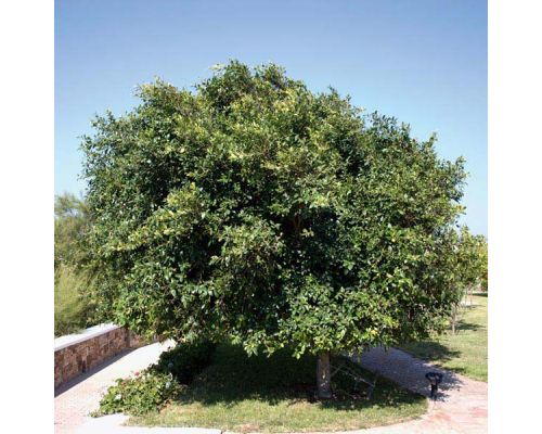 Ficus microcarpa nitida