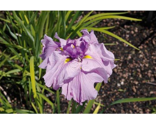 Iris kaempferi 