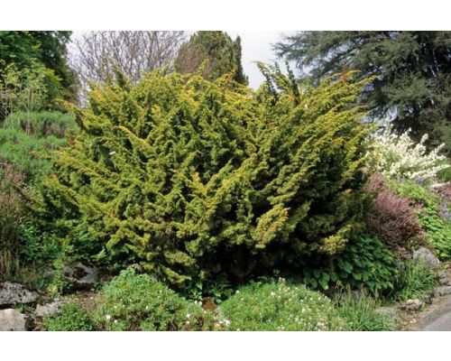 Juniperus chinensis 