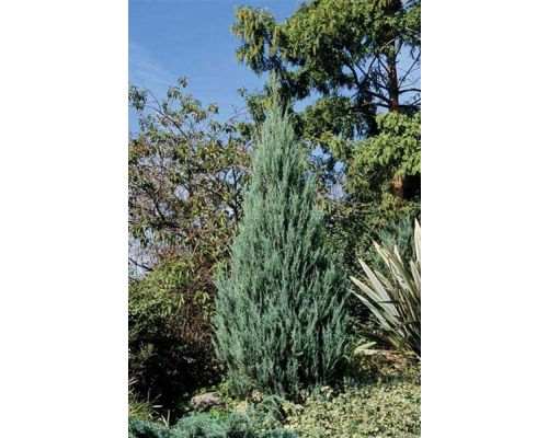 Juniperus scopulorum 