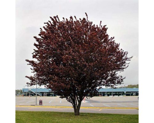 Prunus cerasifera 