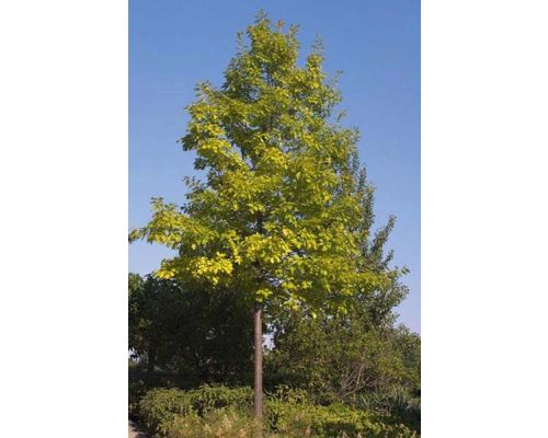 Quercus palustris-14/16