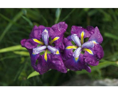 Iris ensata 