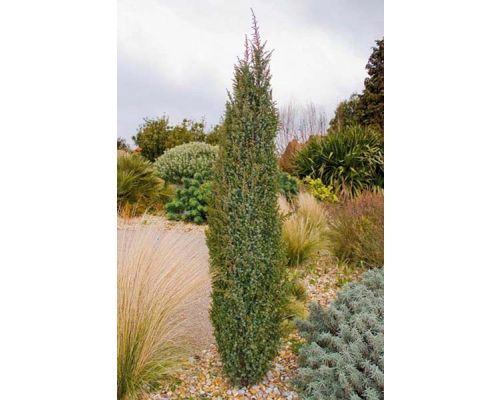 Juniperus communis 