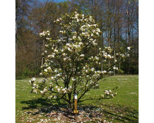 Magnolia x soulangeana 