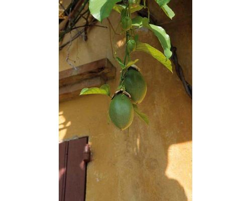Passiflora quadrangularis 