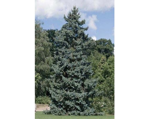 Picea pungens-180/200