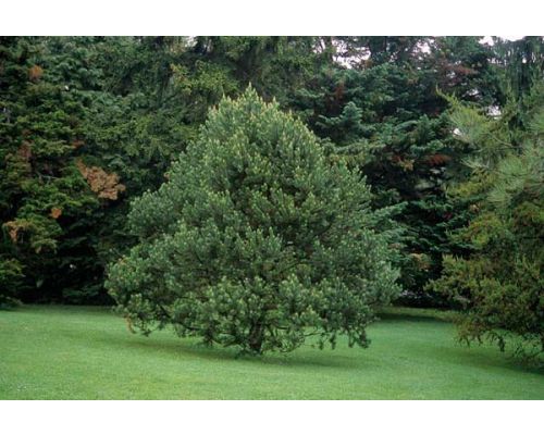 Pinus cembroides 