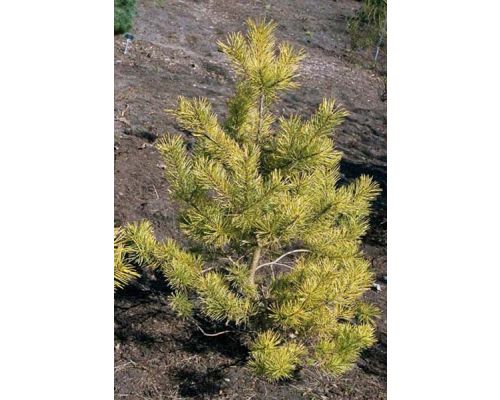 Pinus sylvestris 