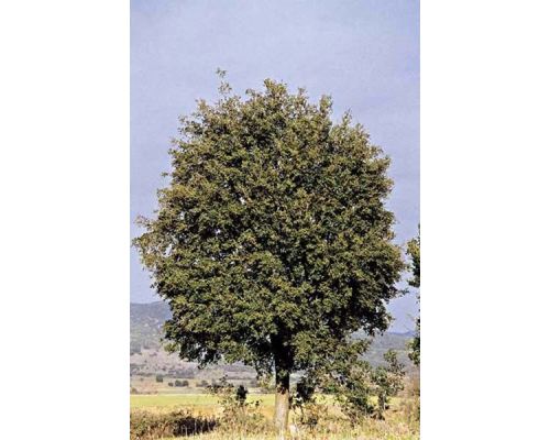 Quercus coccifera-30/35