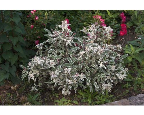 Salvia officinalis 