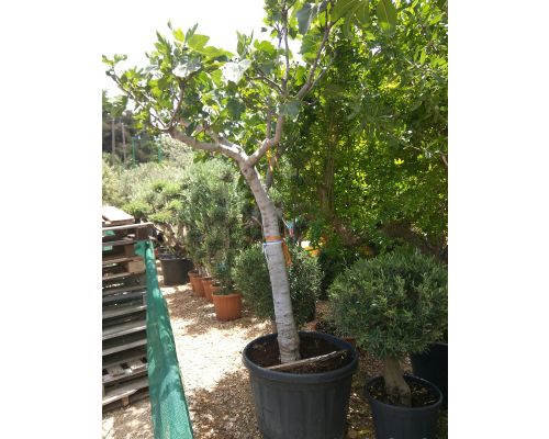 Ficus carica-20/25 1 ball