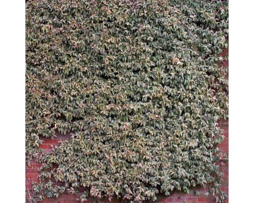 Trachelospermum jasminoides 